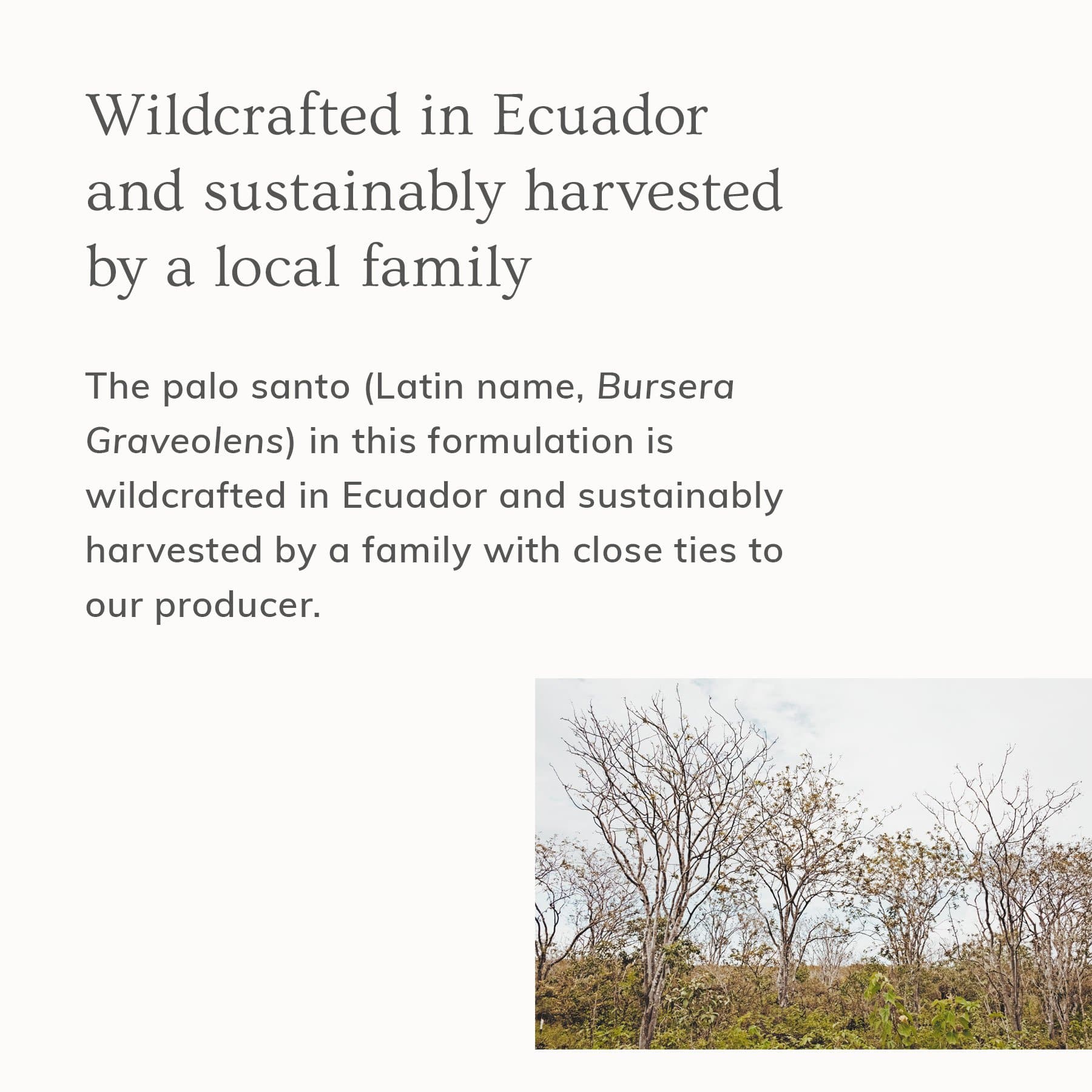 PaloSanto_Graphic2_feee25e8-f885-4c79-a282-0cf4267d1bcf.jpg